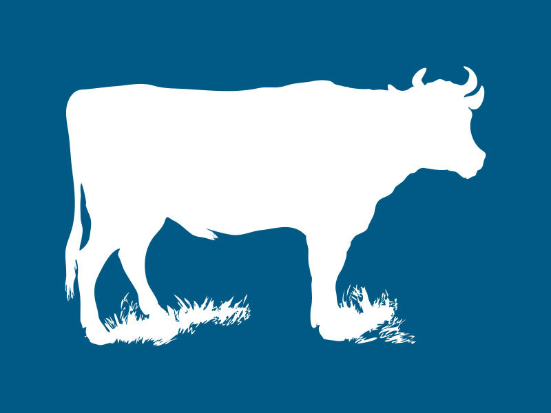 cow_blue_800x600.jpg