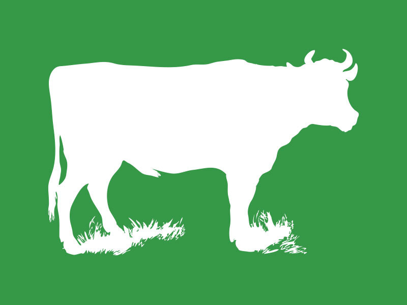 cow_green_800x600.jpg