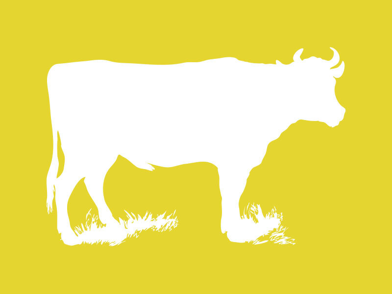 cow_yellow_800x600.jpg